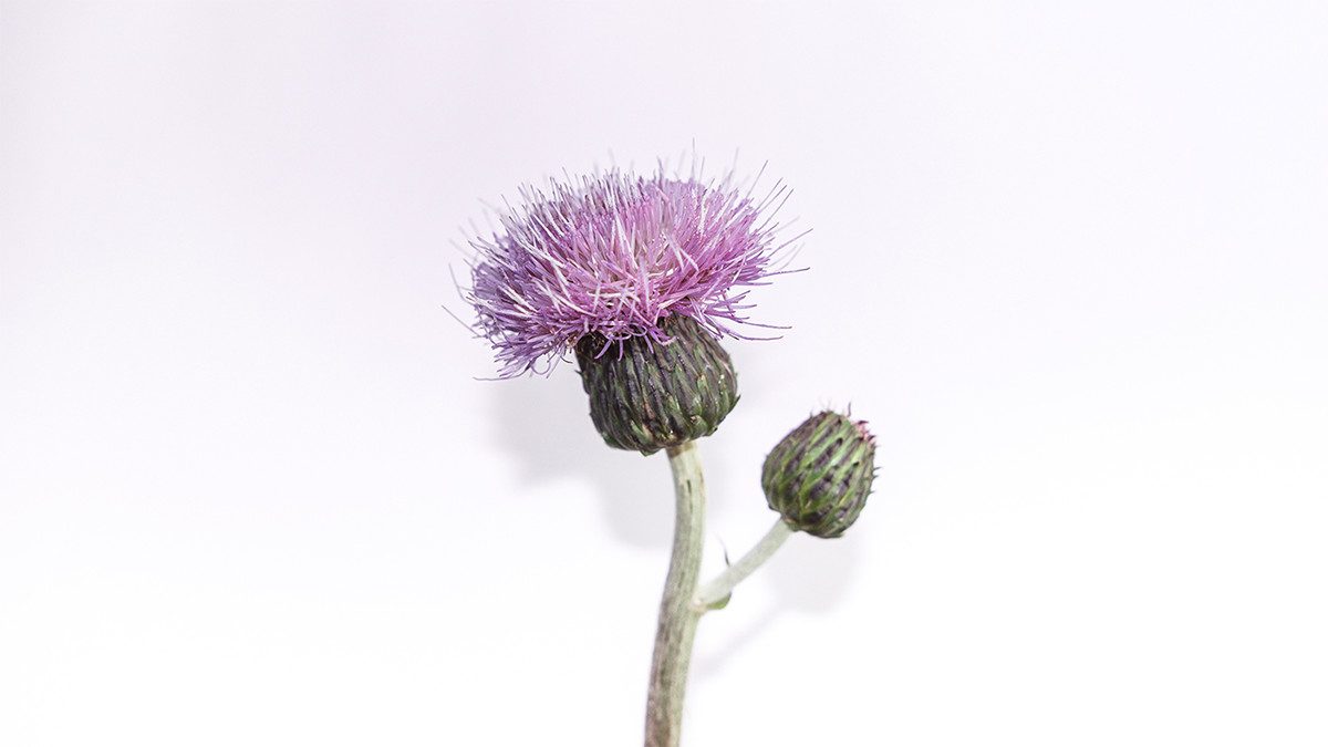 Thistle and weeds